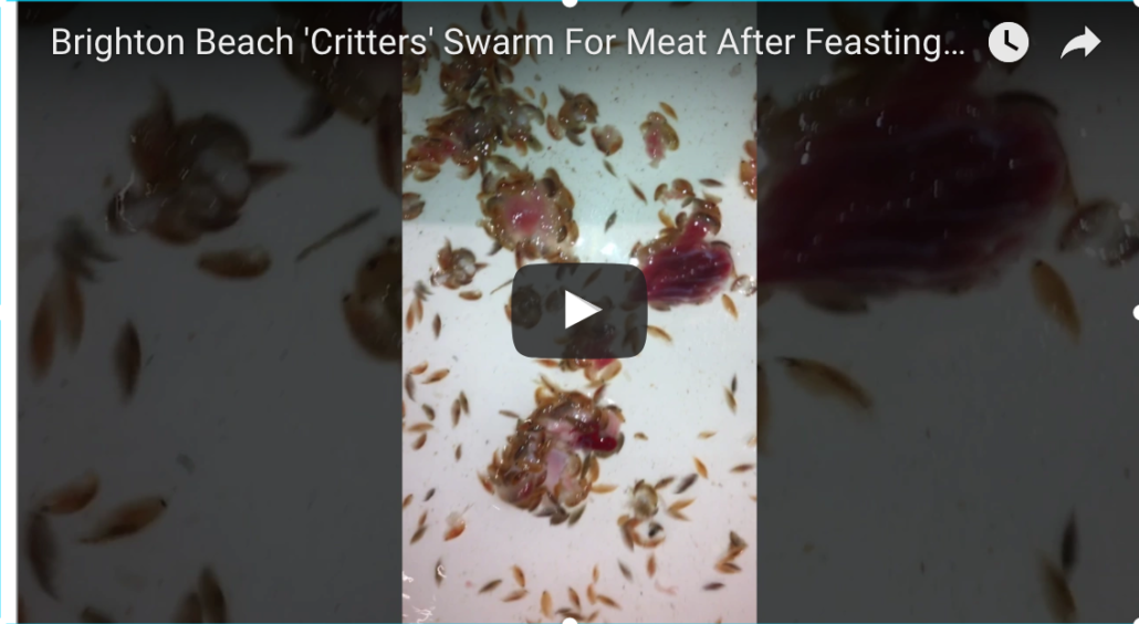 Strange Sea Lice Swarm for Meat After Feasting on Boy's Leg - Lice Clinics  of America - Portland, OR