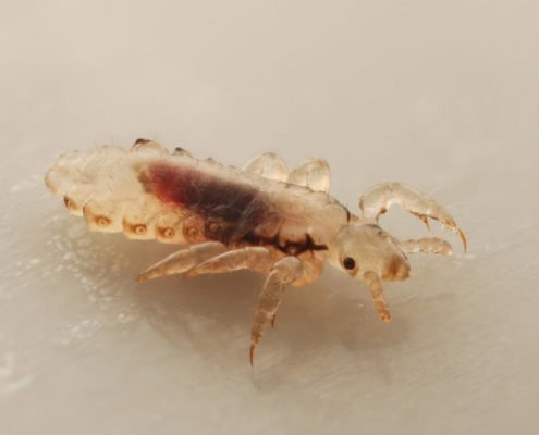 Adult louse on white background