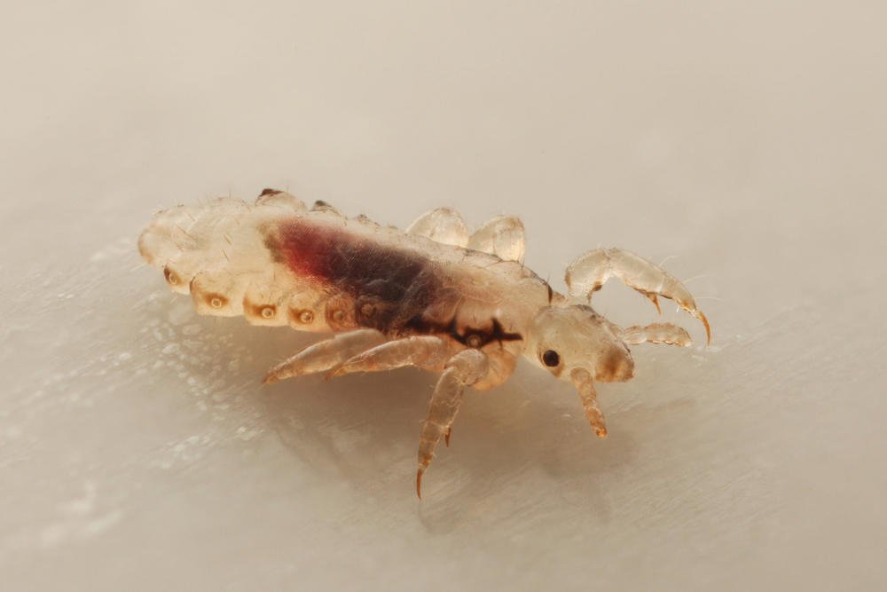 How Do Lice Survive Lice Clinics Of America Portland Or Blog